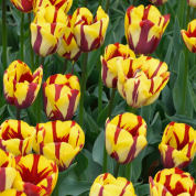 Tulip Late flowering 'Helmar'